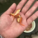 广西百色观赏鱼出售广西贺州锦鲤鱼苗批发