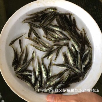 广东惠州鱼苗出售广东清远加州鲈鱼苗批发