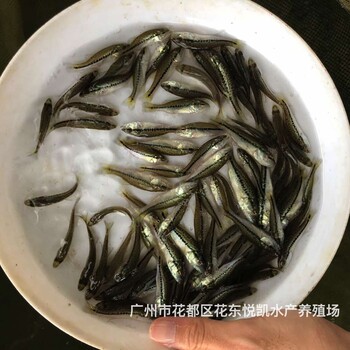 广东惠州鱼苗出售广东清远加州鲈鱼苗批发