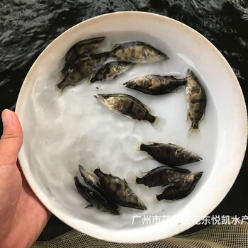 广西百色鳜鱼苗出售广西贺州桂花鱼苗批发