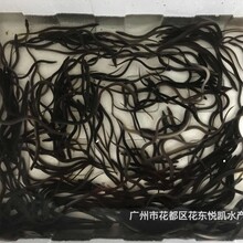 江蘇連云港美洲鰻魚苗批發江蘇揚州白鰻魚苗出售圖片
