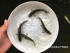 广西百色黑鲩鱼苗出售广西贺州青鱼苗批发