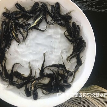 广东东莞鲶鱼苗批发黄鲶鱼苗大口鲶鱼苗