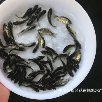 山东烟台鲫鱼苗批发丰产鲫鱼苗中科5号鲫鱼苗