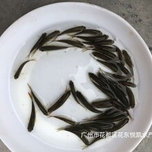 江西吉安土鲮鱼苗出售江西抚州麦鲮鱼苗批发图片