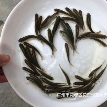 湖南永州土鲮鱼苗出售湖南郴州麦鲮鱼苗批发