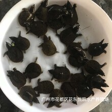 福建龍巖甲魚苗出售福建福州中華鱉苗批發圖片