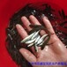 广西百色银雪鱼苗出售广西贺州银鳕鱼苗批发