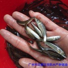 广西梧州银雪鱼苗出售广西玉林银鳕鱼苗批发图片