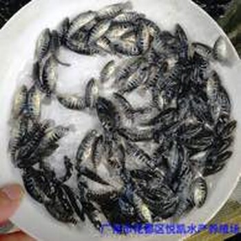 廣西貴港花斑魚苗出售廣西防城港石斑魚苗批發(fā)