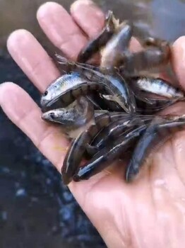 廣西貴港花斑魚苗出售廣西防城港石斑魚苗批發(fā)
