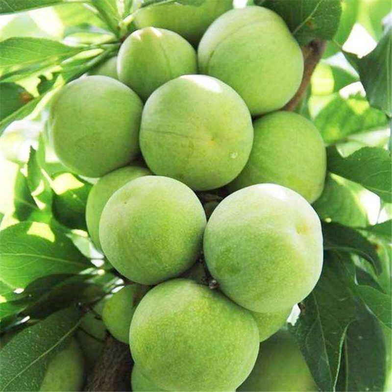 青脆李苗是怎樣育出來(lái)的-特晚熟青脆李子苗嫁接苗價(jià)格