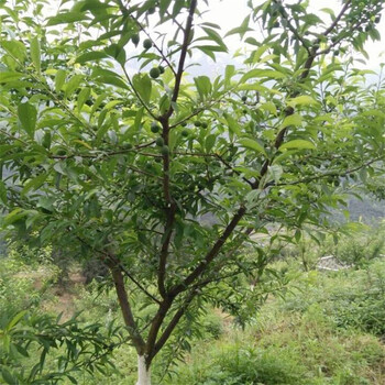 中晚熟青脆李苗哪里有,桂林特晚熟青脆李子樹苗優(yōu)良品種