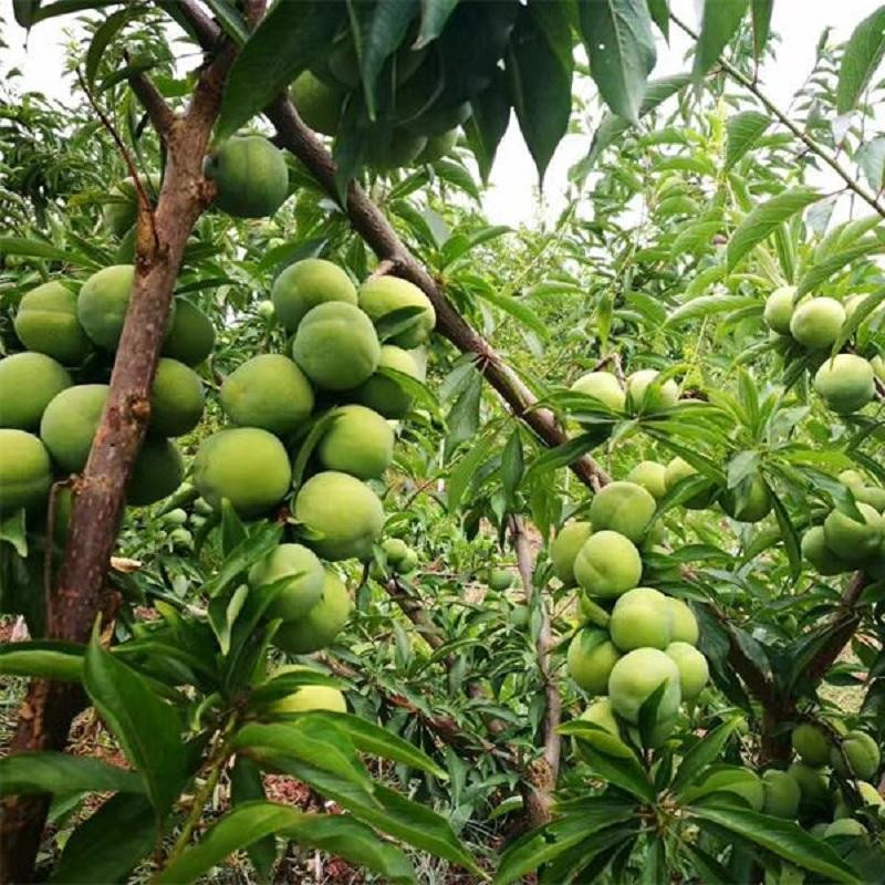 萬(wàn)縣分水青脆李苗種植技術(shù)大全-晚熟青脆李子樹(shù)苗多少錢(qián)一根