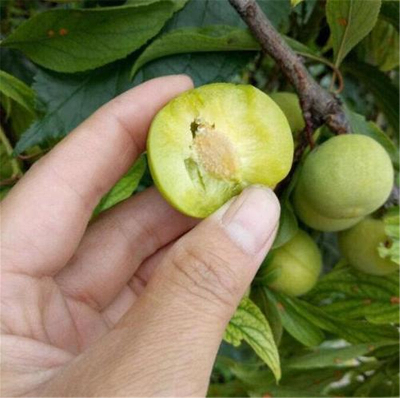 萬(wàn)縣分水青脆李苗種植技術(shù)大全-晚熟青脆李子樹(shù)苗多少錢(qián)一根