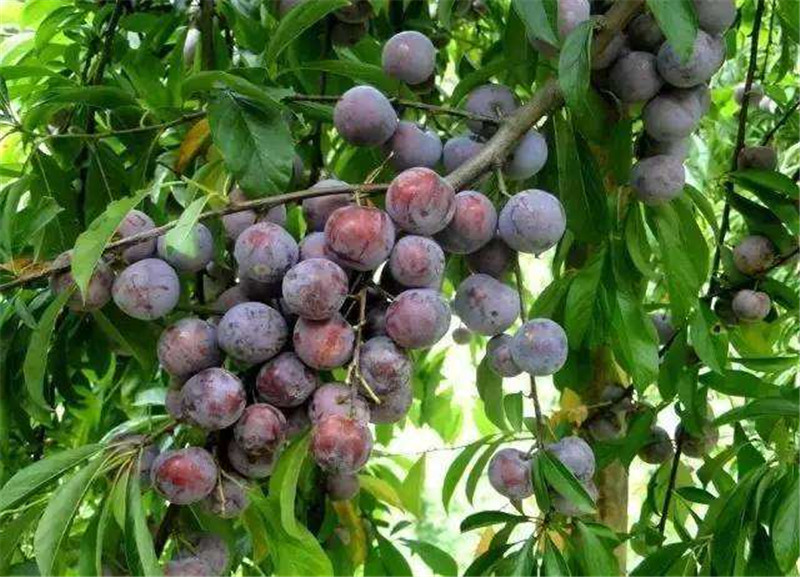 脆紅李苗品種介紹及圖片;重慶晚熟脆紅李子苗3公分苗的價格