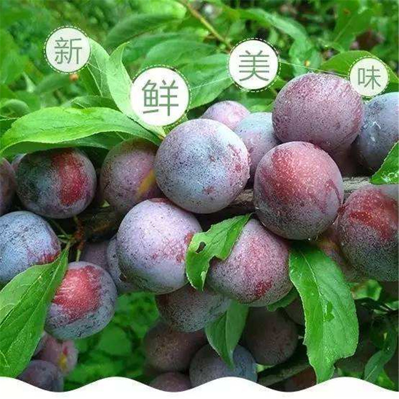 脆紅李苗果樹苗價格-脆紅李苗小苗價格