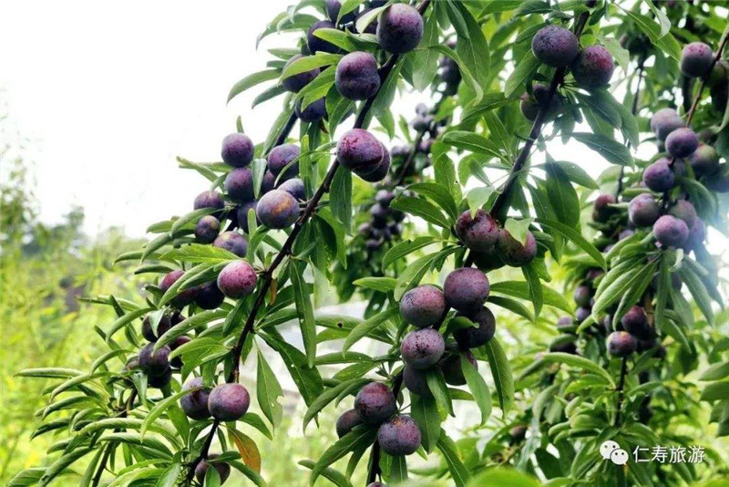 脆紅李苗種植技術(shù)-晚熟脆紅李樹苗多少錢一根