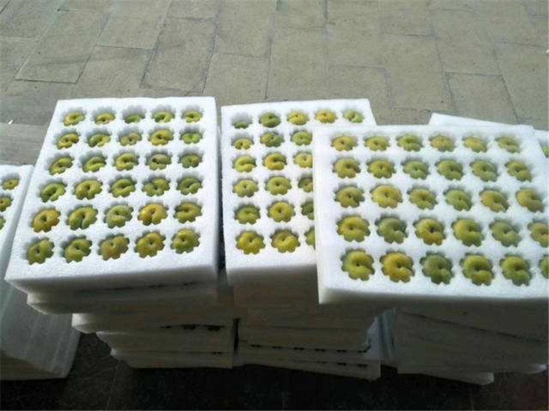 蜂糖李苗公司-安徽早熟蜂糖李子苗貨源