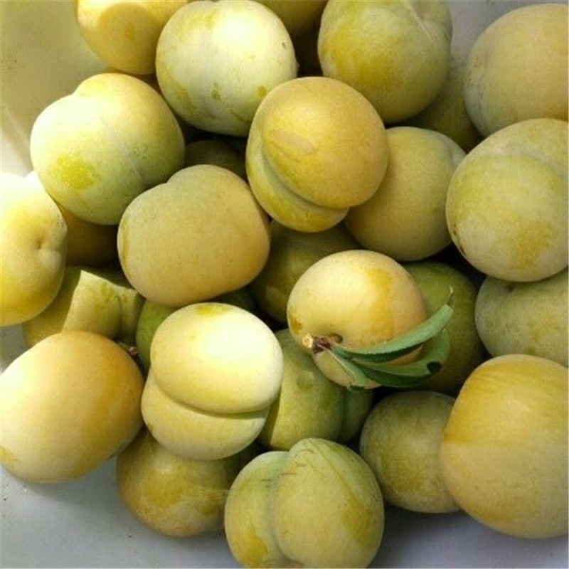 蜂糖李苗公司-安徽早熟蜂糖李子苗貨源