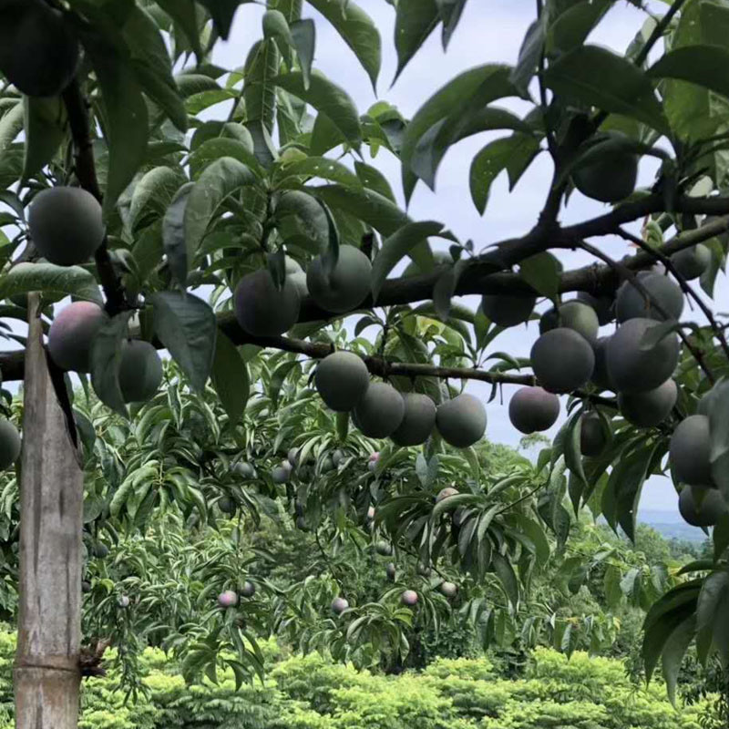 鳳凰李苗價格-重慶早熟鳳凰李樹苗報價