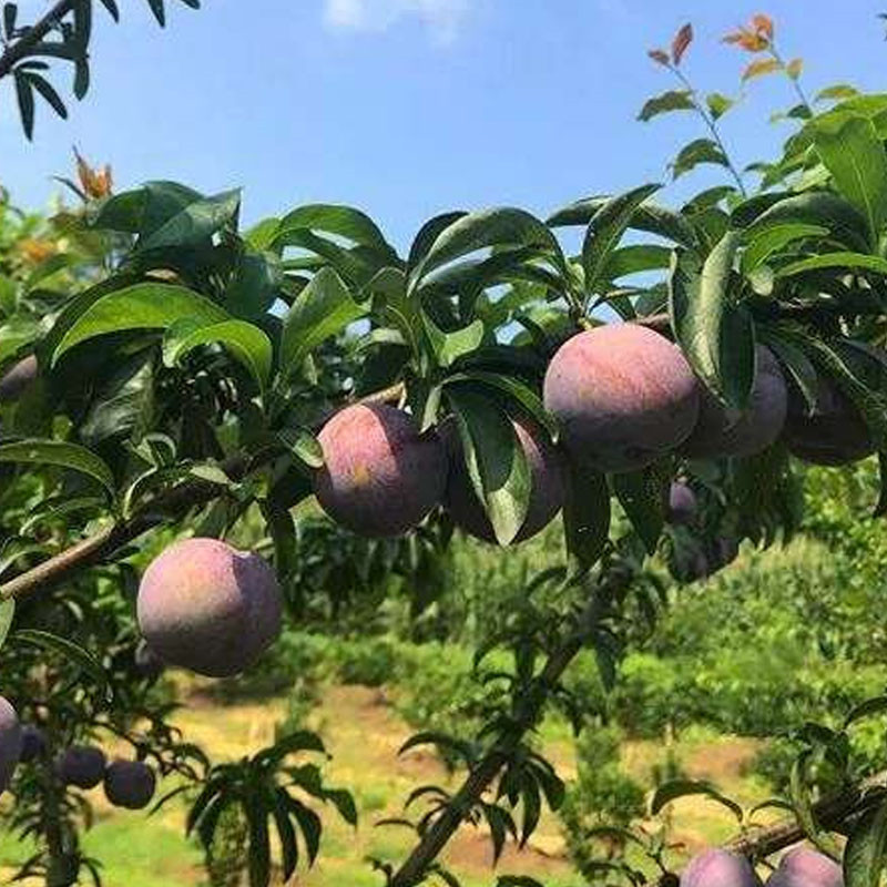 鳳凰李苗種植技術(shù)-茂縣早熟鳳凰李樹苗哪家好