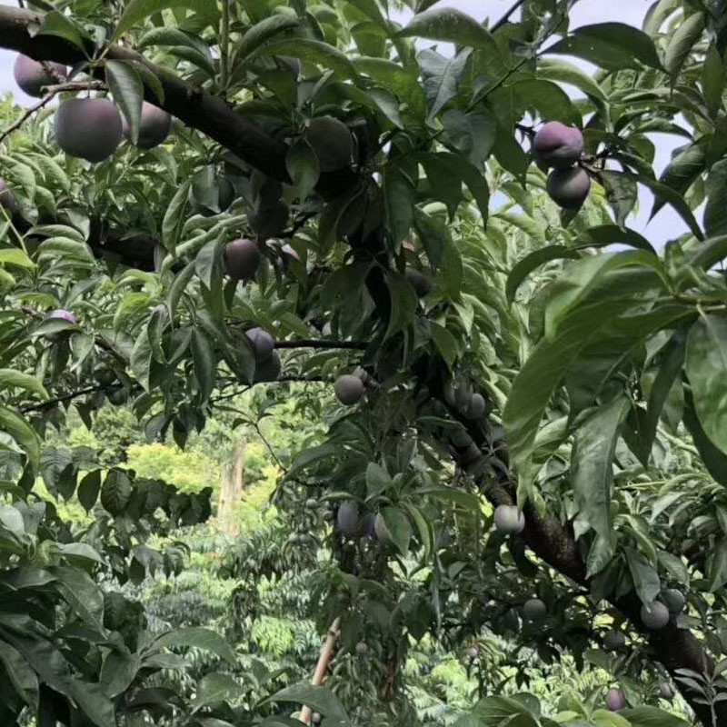 凤凰李苗价格行情,早熟凤凰李树苗苗木厂家