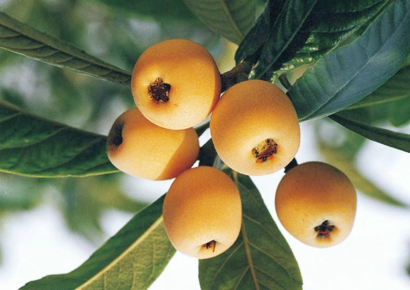 枇杷苗價(jià)格多少錢(qián)一棵;巴中枇杷苗小苗批發(fā)