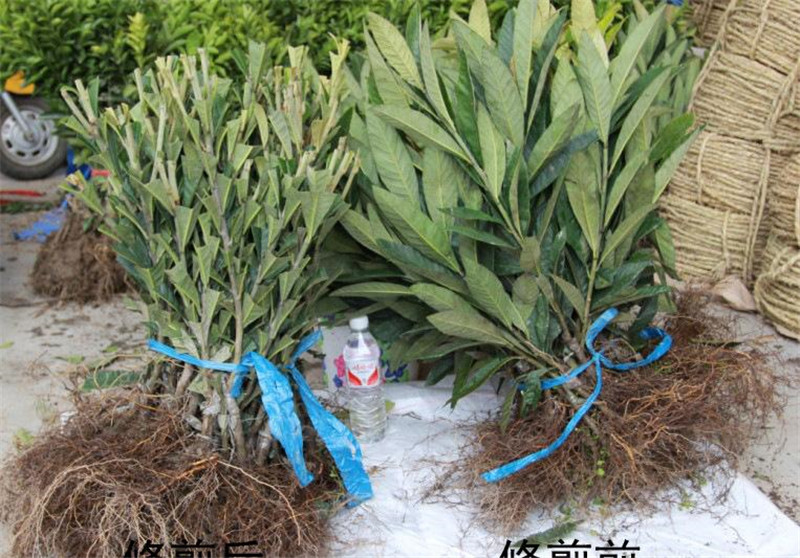 黔南晚熟枇杷苗小苗基地-枇杷苗新品種有哪些