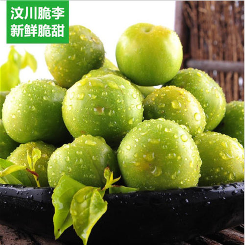 青脆李苗品種介紹及圖片-晚熟青脆李樹苗嫁接苗價格