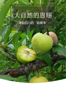 現(xiàn)在青脆李苗多少錢一顆-青脆李苗哪家好