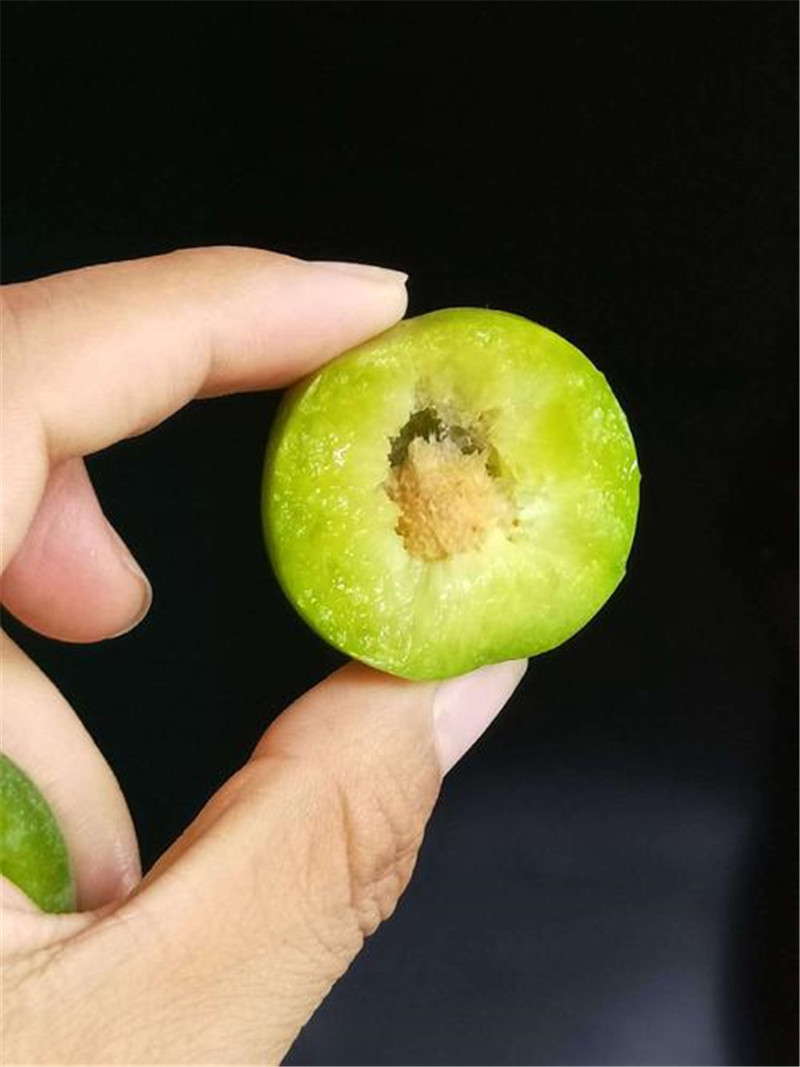 萬(wàn)縣分水青脆李苗種植技術(shù)大全-晚熟青脆李子樹(shù)苗多少錢(qián)一根