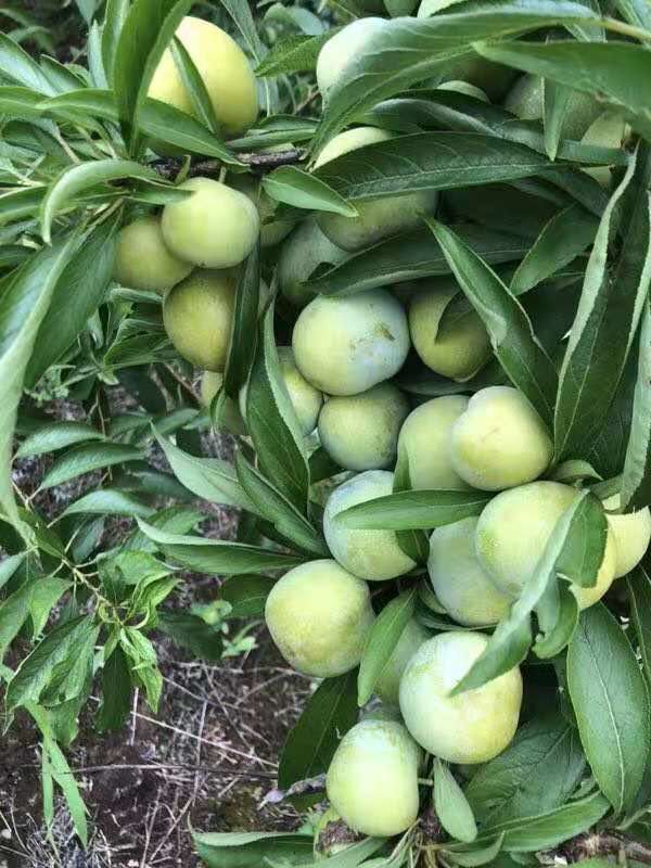 中晚熟青脆李苗哪里有,桂林特晚熟青脆李子樹苗優(yōu)良品種
