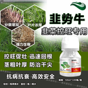 奧豐源韭勢(shì)牛韭菜控旺營(yíng)養(yǎng)調(diào)節(jié)增產(chǎn)劑