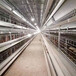 江苏宏伟层式蛋鸡自动化养殖设备层叠式鸡笼厂家现货供应