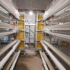 大量生产全套蛋鸡养殖设备鸡笼蛋鸡自动化设备