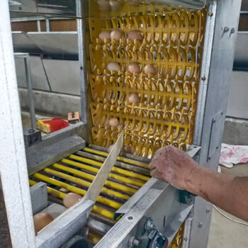 厂家批发全自动化层叠式鸡笼热镀锌笼网全自动化养殖设备