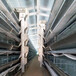 喂料机厂家自动喂料机蛋鸡养殖场蛋鸡养殖设备