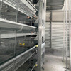 自動喂料機新型自動化養殖機械可升降式上料設備雞場用