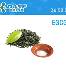 EGCG表没食子儿茶素没食子酸酯