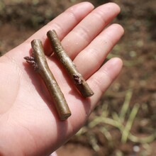 天皂一号皂角良种嫁接接穗