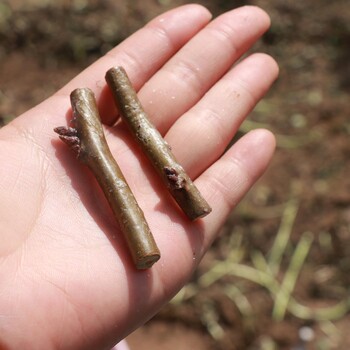 天皂一號(hào)皂角良種嫁接接穗