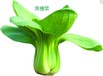 脱水青梗菜广东东莞脱水蔬菜厂家琦轩食品