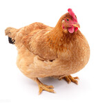 快速让鸡长黄油的饲养方法母鸡吃啥黄油长的多土鸡饲养方法