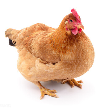 母鸡黄油有什么营养养鸡高手这样给母鸡长黄油