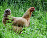 如何提高养鸡效率如何让鸡快速长黄油如何养鸡快速催肥增重
