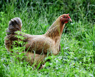 土鸡吃什么长的快黄油鸡快速催肥增重小妙招图片1