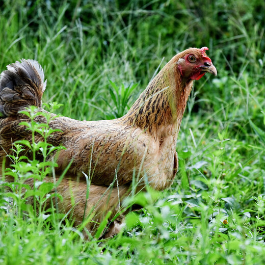 土鸡快速长黄油土鸡吃什么长的快老母鸡如何快速长黄油