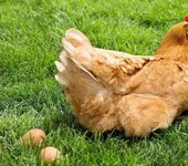 鸡饲养技术，让鸡快速长蹬爪的方法快用达龙蹬爪王