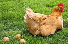 土鸡吃什么长的快黄油鸡快速催肥增重小妙招图片5